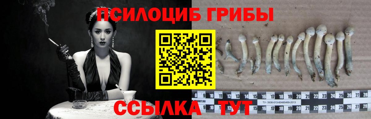 Псилоцибиновые грибы Cubensis  Вход с VPN  Таганрог 